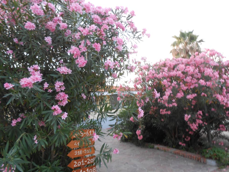 Blühende blumen!! Villaggio Torre Ruffa Robinson