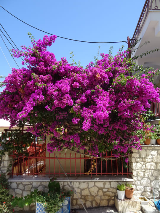 Gartenanlage Hotel Astra Village