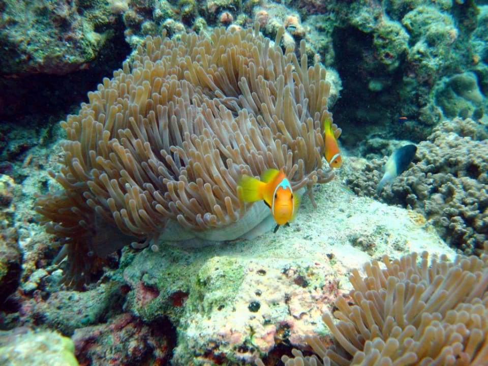 Nemo gefunden! Kuramathi Maldives