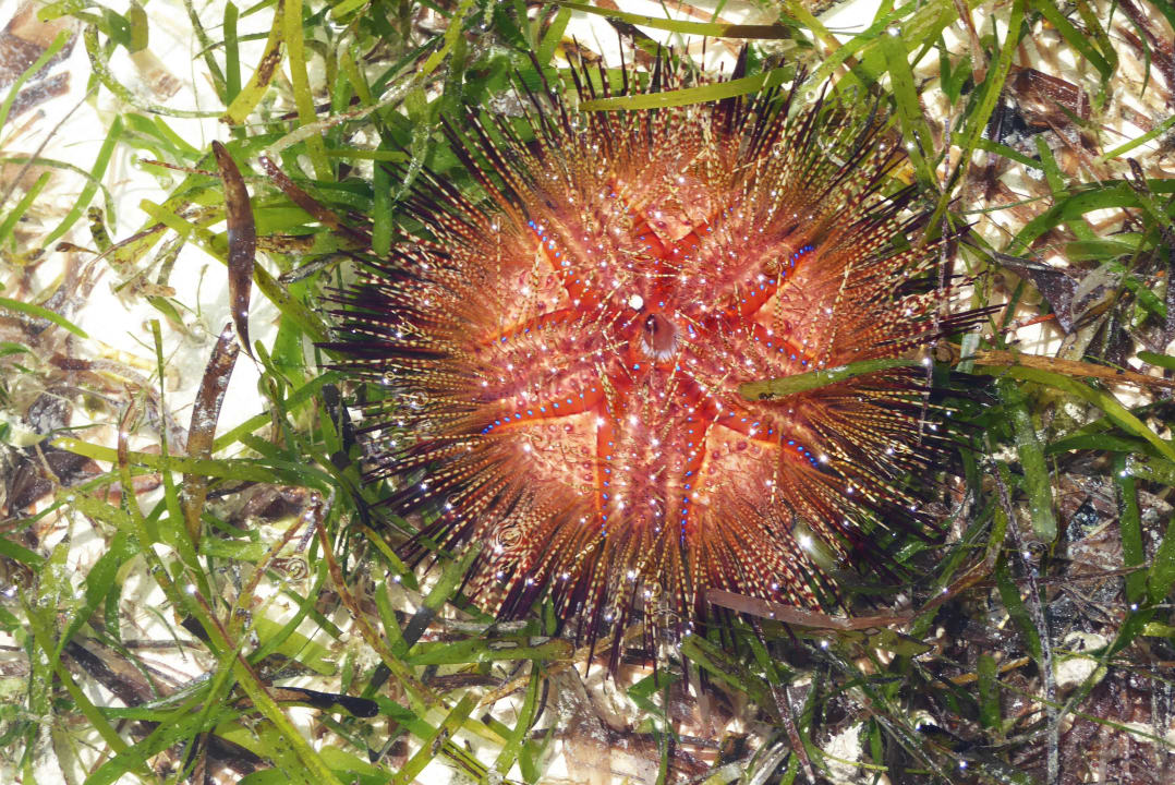 Strand Neptune Paradise Beach Resort & Spa