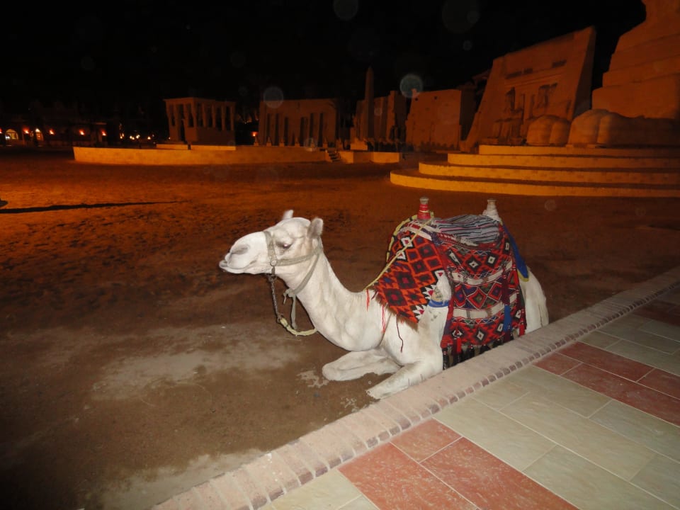 Schönes Kamel  Pickalbatros Alf Leila Wa Leila Resort - Neverland Hurghada