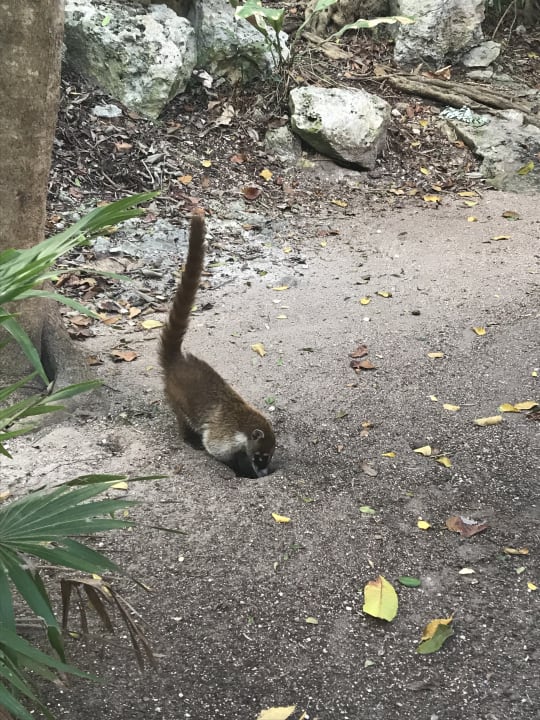Gartenanlage Akumal Bay Beach & Wellness Resort