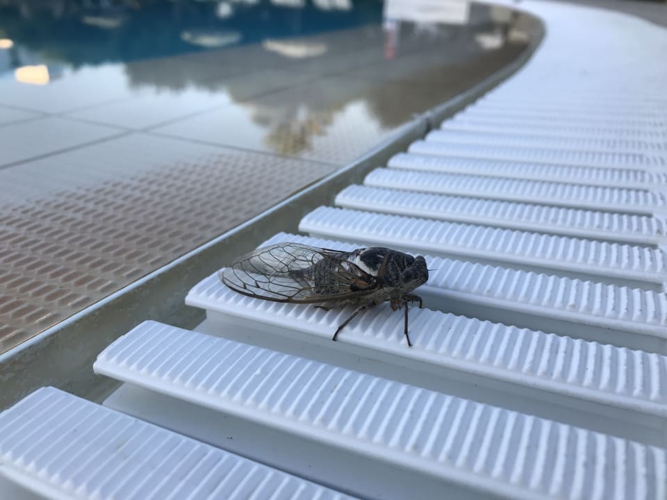 Pool TUI KIDS CLUB Alex Beach