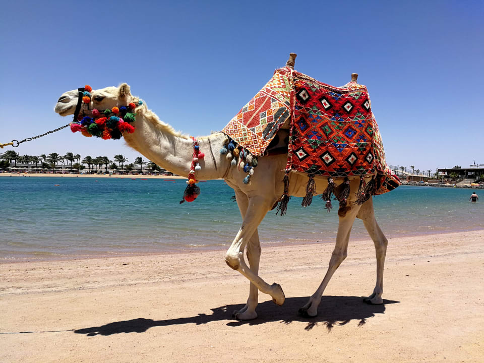 Sonstiges Desert Rose