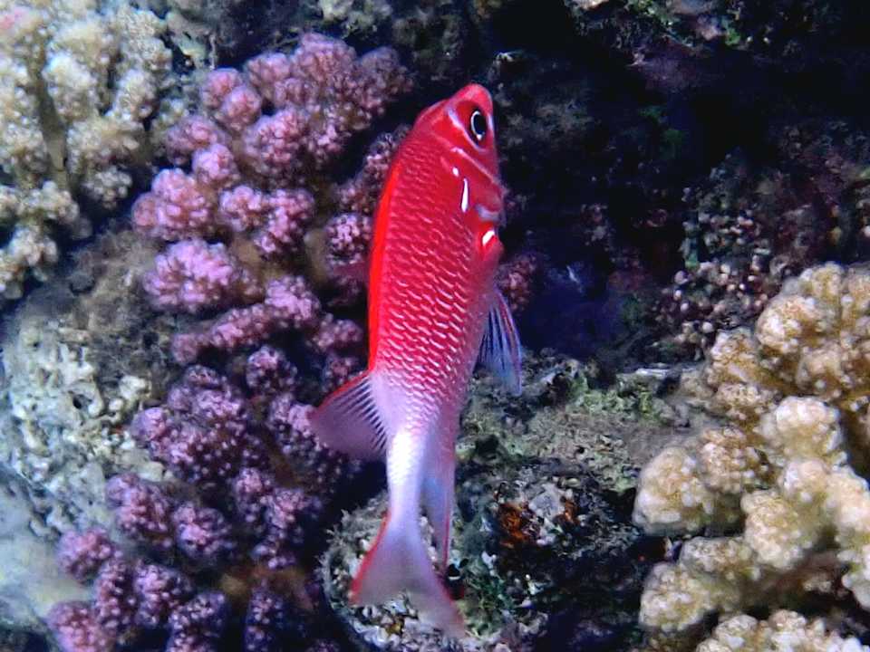 Strand Three Corners Equinox Beach Resort