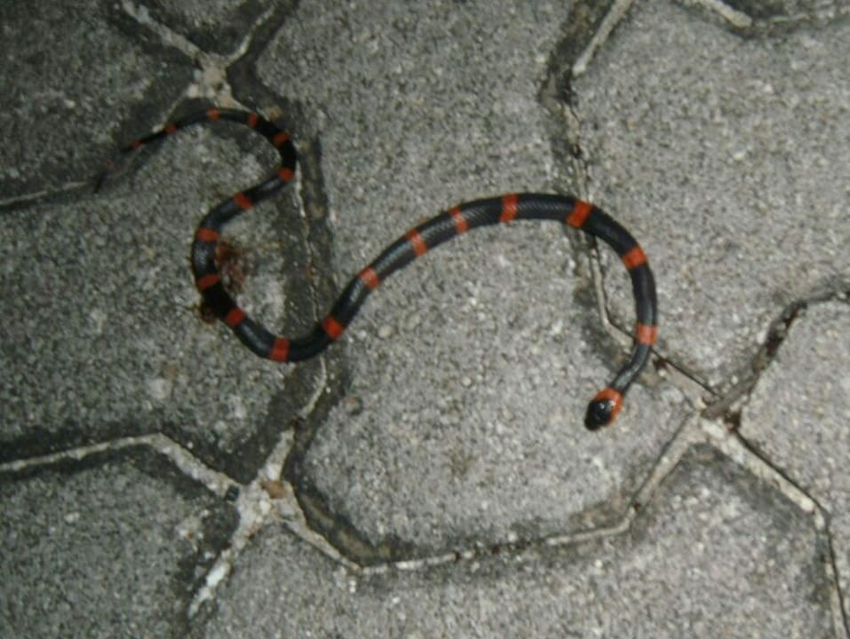 Schlange.  Grand Palladium Kantenah Resort & Spa