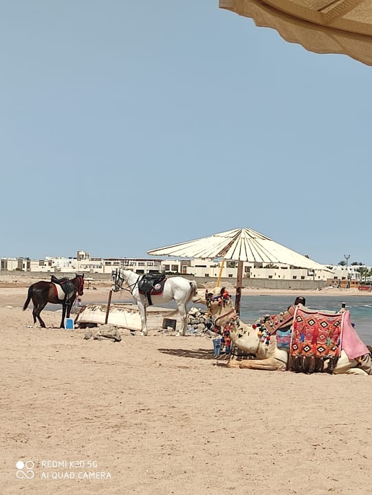 Strand Pickalbatros Aqua Vista Resort - Hurghada