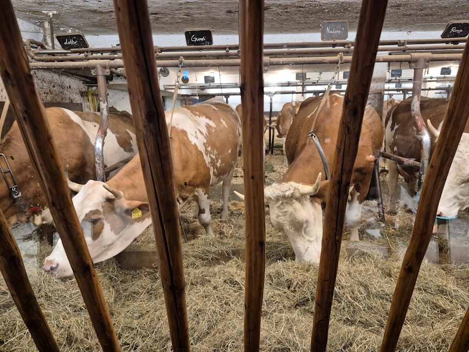 Sonstiges Biohotel Stanglwirt