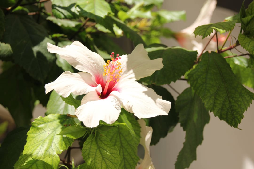 Gepflegte und saubere Gartenanlage Atlantica Mikri Poli Crete