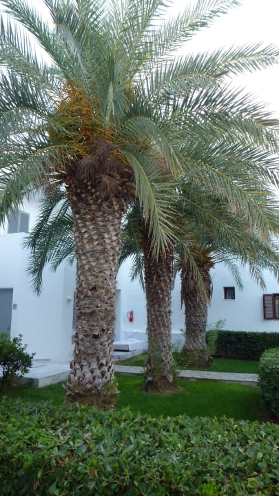 Palmen vor den Zimmern Maritimo Beach Hotel