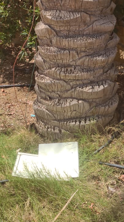 Gartenanlage Coral Hills Resorts & SPA