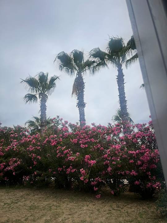 Gartenanlage Alba Resort Hotel