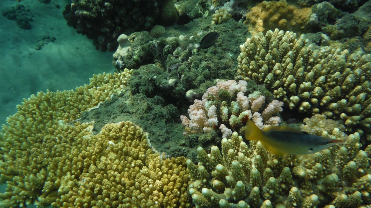 Sport & Freizeit Shams Alam Beach Resort