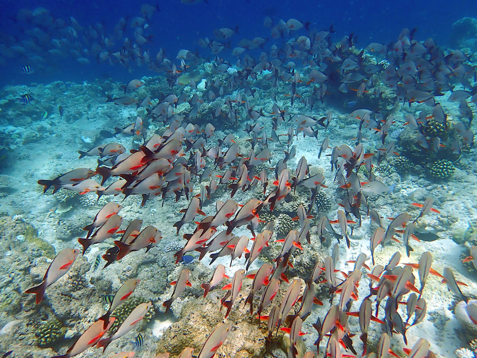 Sonstiges Ellaidhoo Maldives by Cinnamon