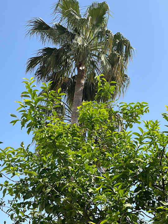 Gartenanlage Side Mare Resort & Spa