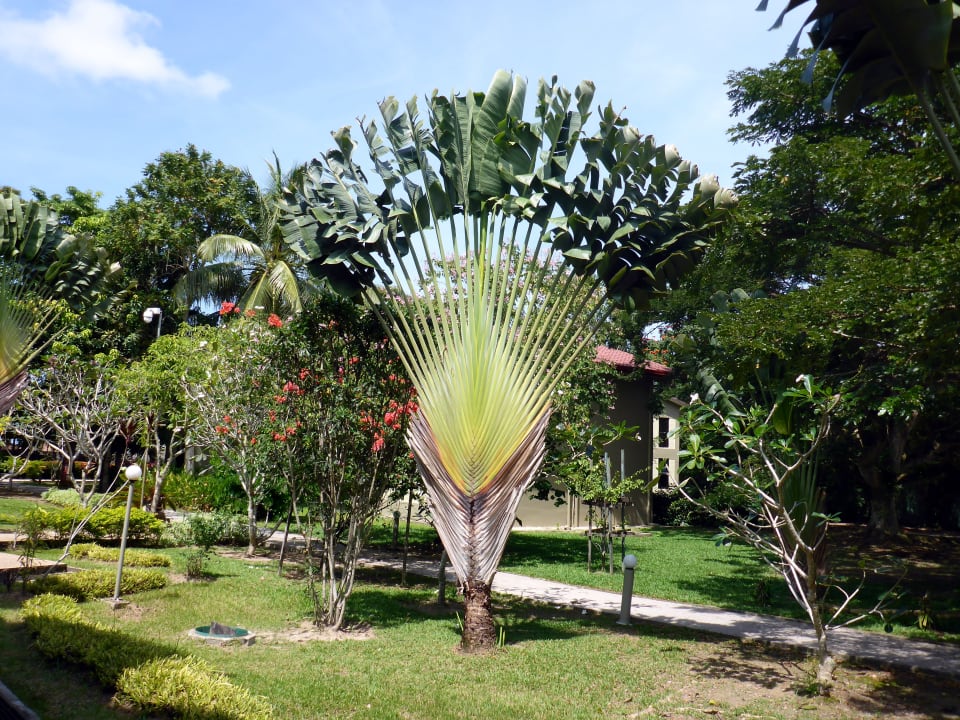 Gartenanlage Hotel Beringgis Beach Resort