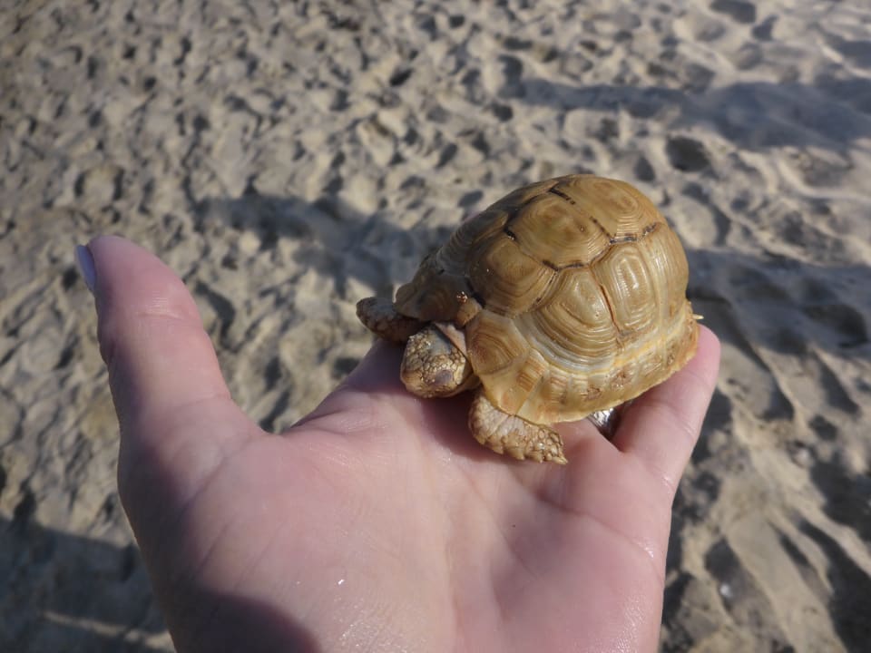 Strand Malikia Resort Abu Dabbab