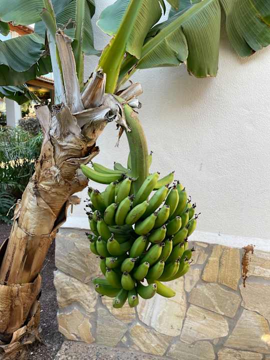 Außenansicht Alua Suites Fuerteventura