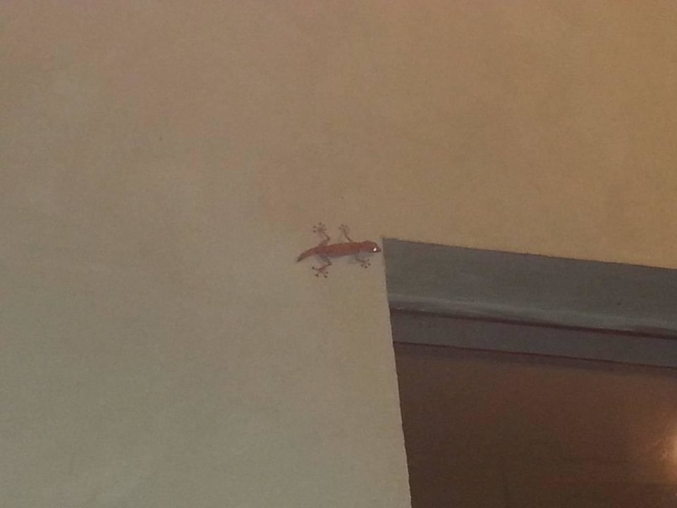 Robaczek Dreams Vacation Resort