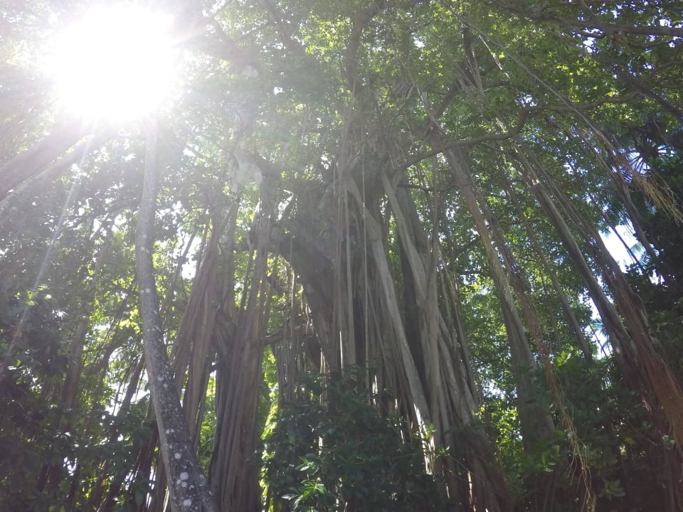 Banyan Tree Kuramathi Maldives