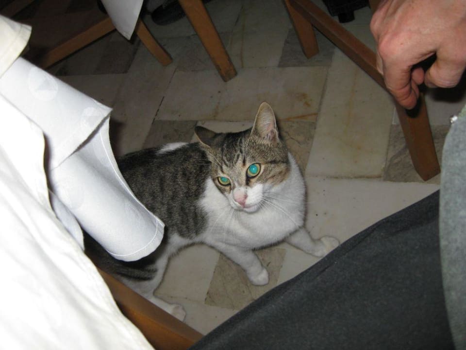 Коты везде Hotel El Mouradi Djerba Menzel