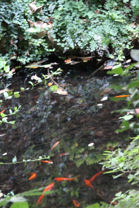 Пруд в парке с рыбками Hotel Parco dei Principi