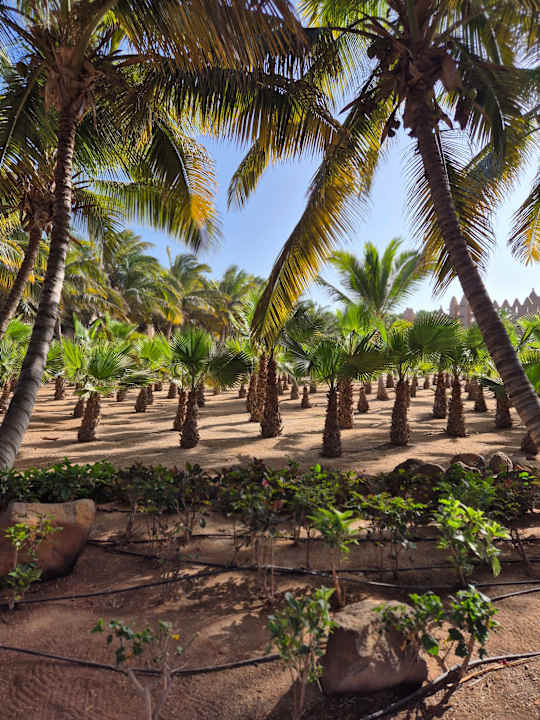 Gartenanlage Hotel Riu Funana