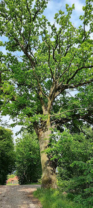 Gartenanlage Pałac i Folwark Galiny