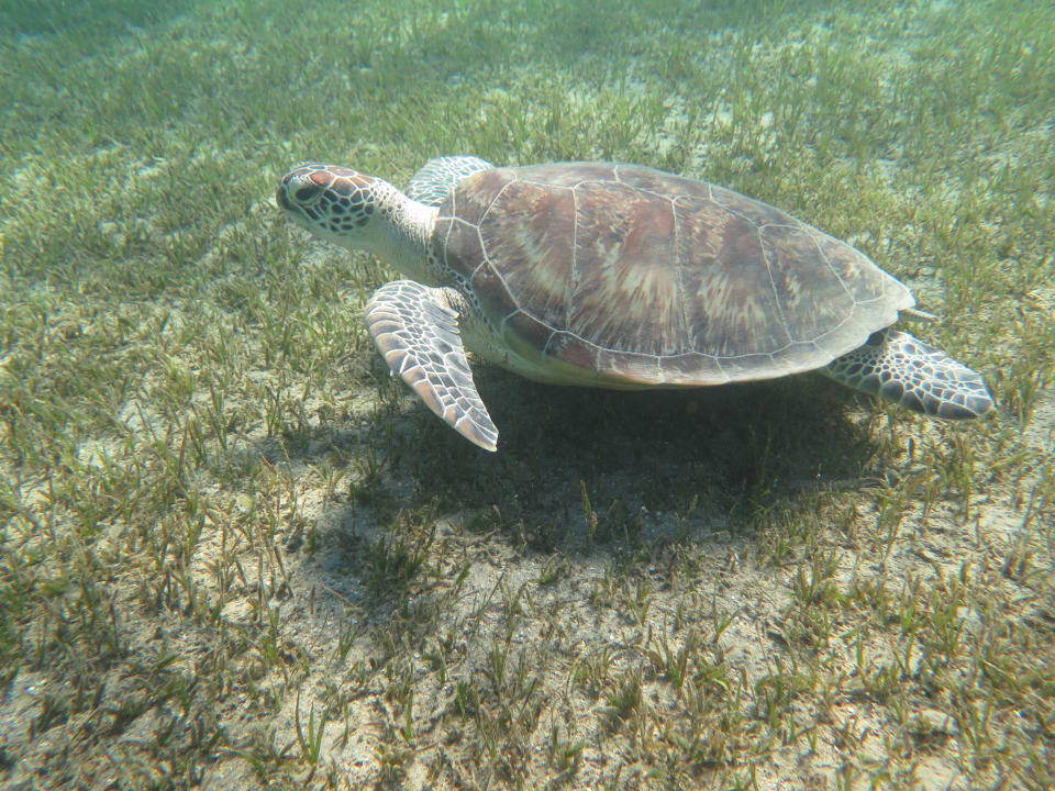 Sport & Frezeit Shams Alam Beach Resort