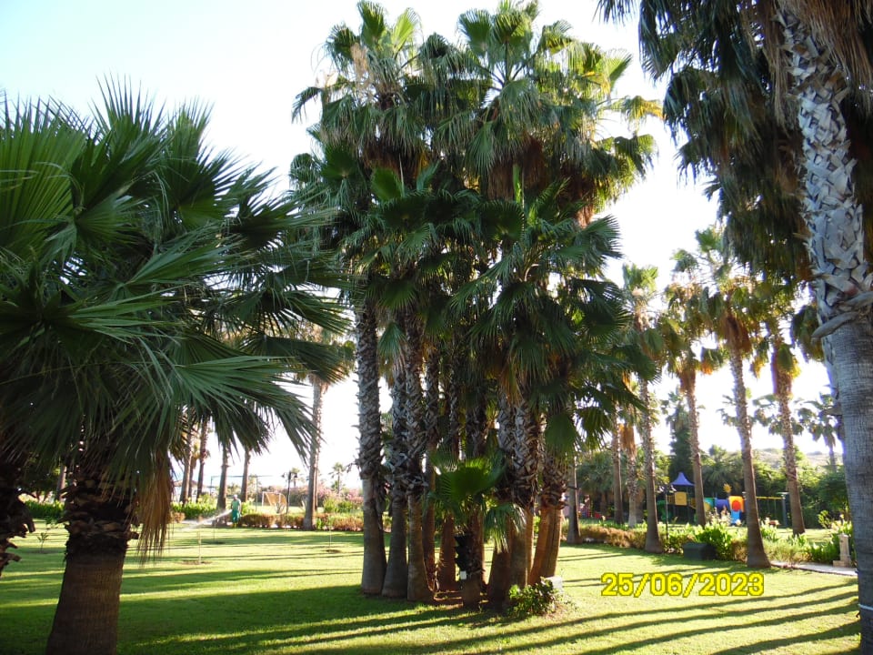 Gartenanlage Royal Atlantis Beach Hotel