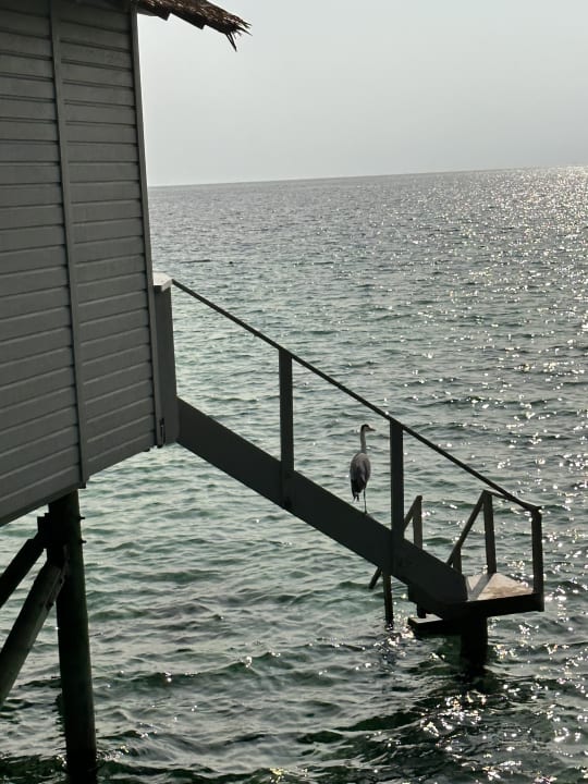 Außenansicht Centara Ras Fushi Resort & Spa Maldives