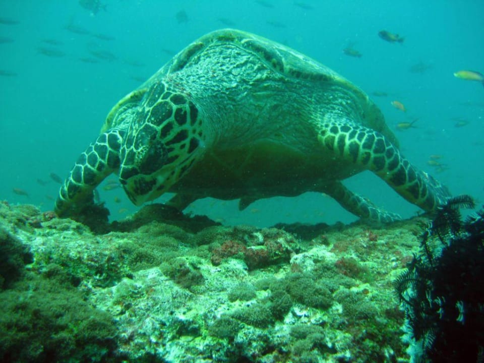 Unterwasserwelt W Maldives