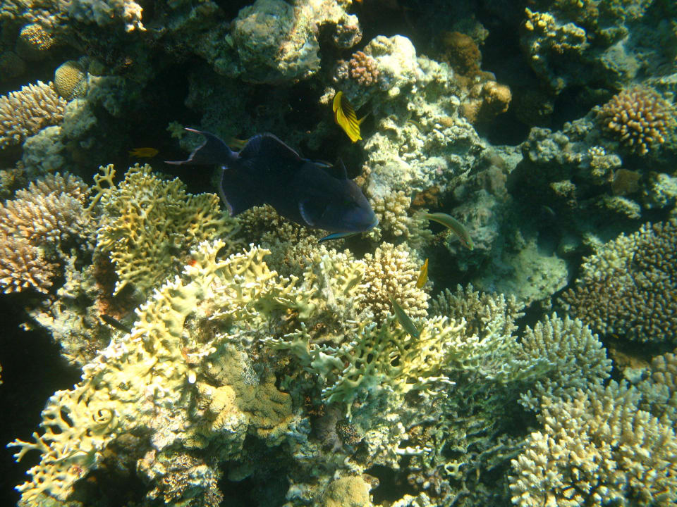 47 Stella Beach Resort & Spa Makadi Bay