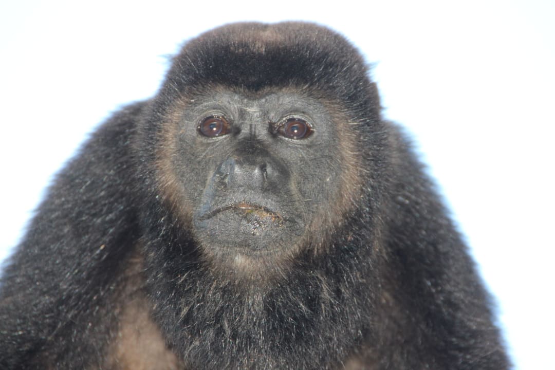 Der von den Gästen überfütterte Affe Sandos Playacar Beach Resort