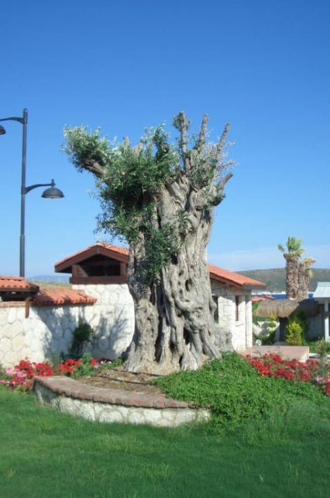 Hotel Solto Garten Cocos The Club Solto