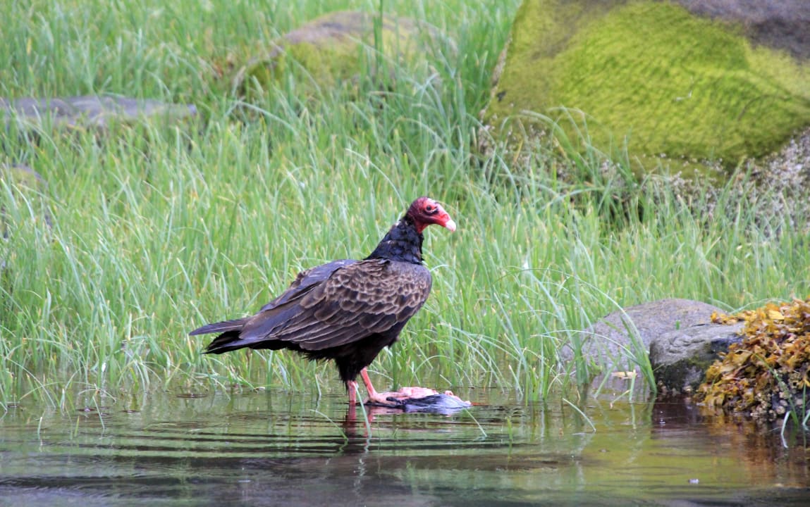 Sport & Freizeit Hotel Knight Inlet Lodge
