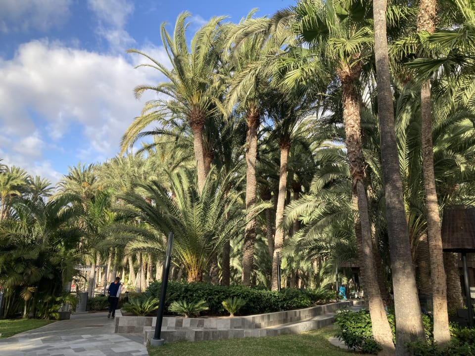 Gartenanlage Hotel Riu Palace Oasis