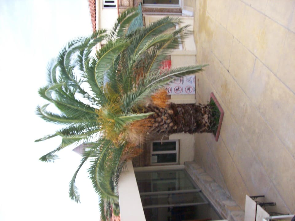 Palme am Pool u.Eingangzur Bar Club Resort Atlantis