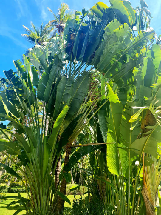 Gartenanlage Grand Palladium Punta Cana Resort & Spa