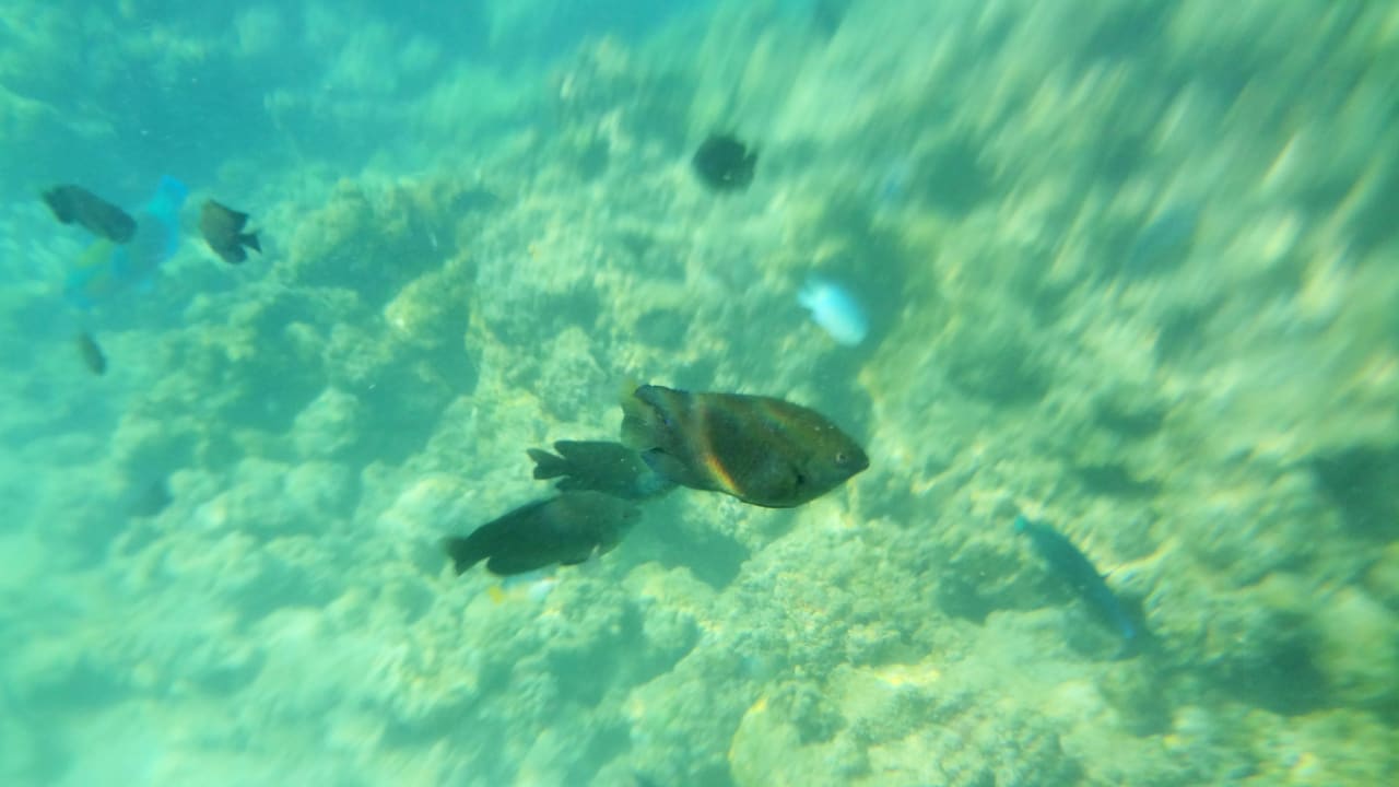 Риф недалеко от берега Desert Rose