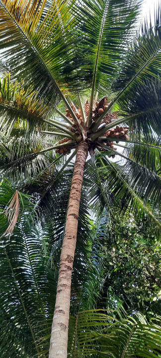 Gartenanlage NH Collection Maldives Reethi Resort