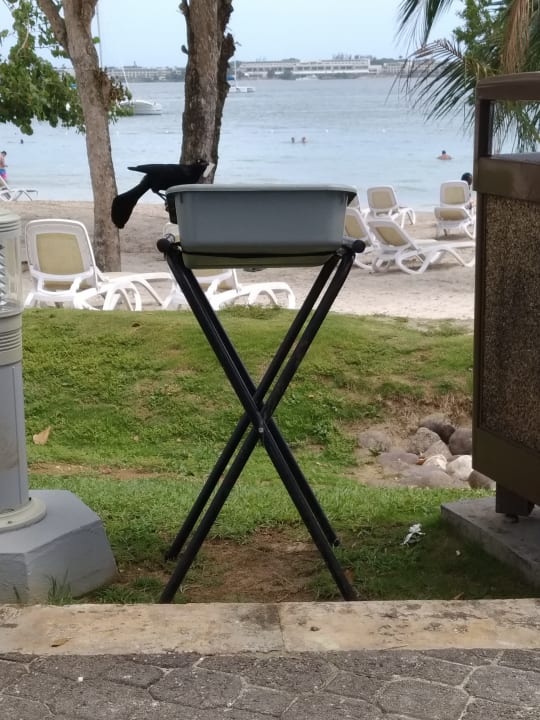 Gartenanlage Hotel Riu Negril