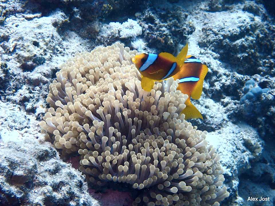 Strand Sentido Akassia Beach