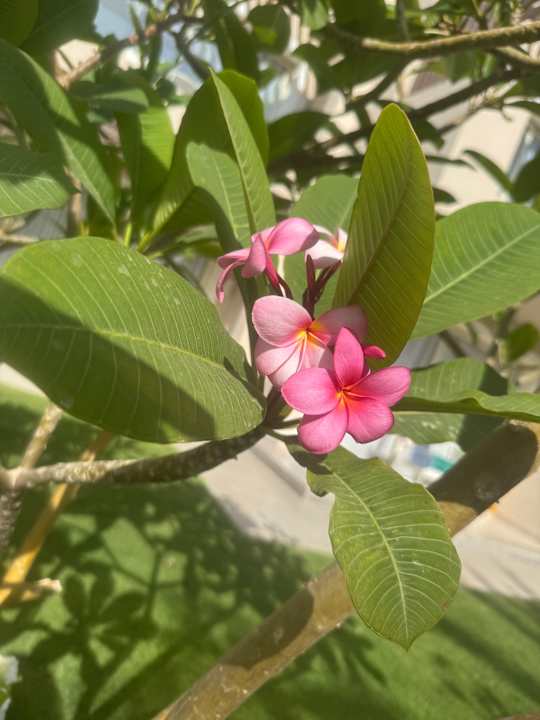 Gartenanlage Steigenberger Resort Ras Soma