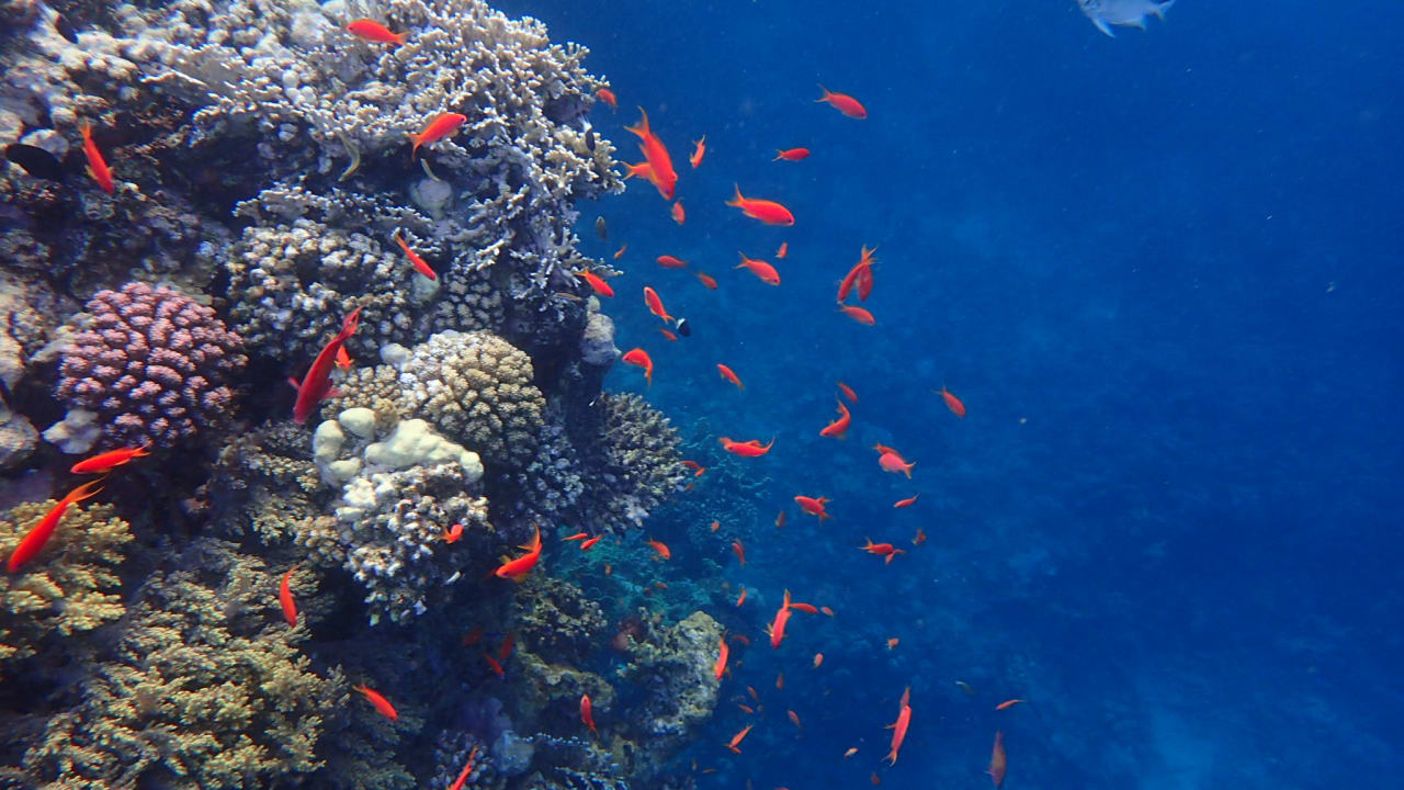 Sport & Freizeit Steigenberger Resort Alaya Marsa Alam - Red Sea - Adults only