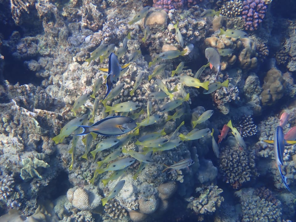 Sport & Freizeit Malikia Resort Abu Dabbab