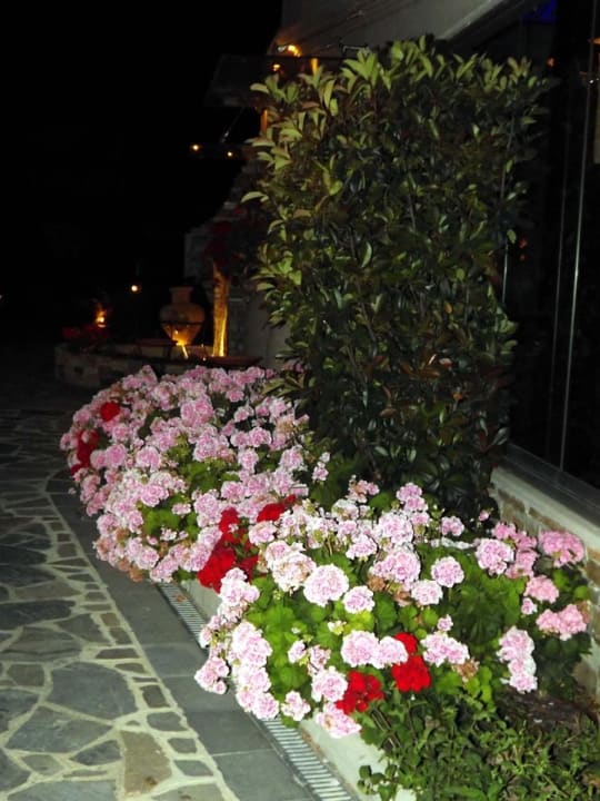 Blumen am Weg Anthemus Sea Beach Hotel & Spa