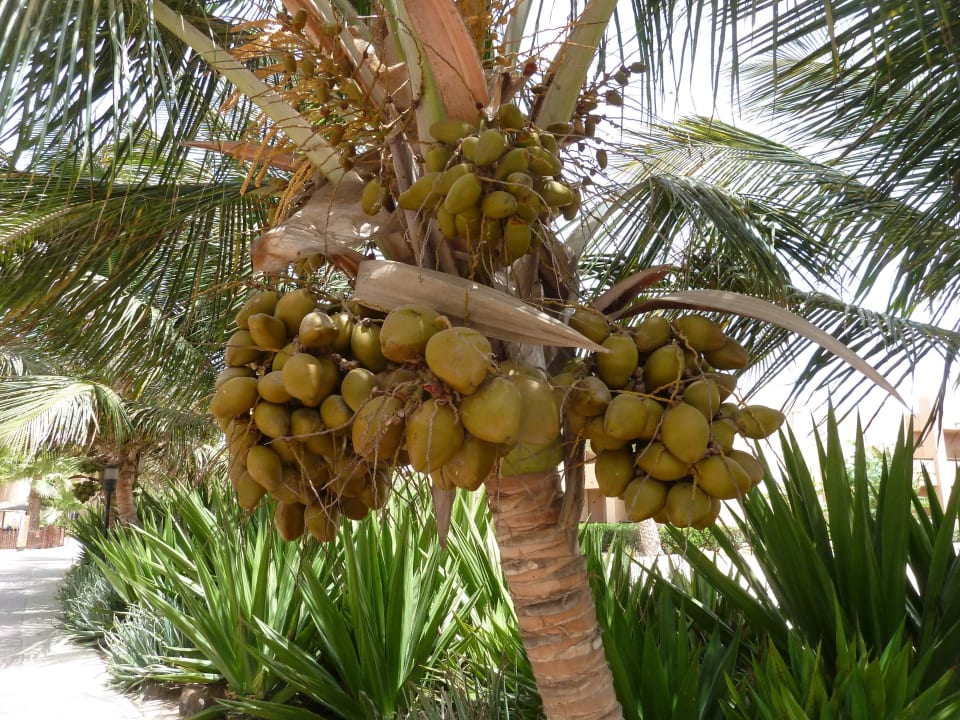 Kokosnüsse Hotel Riu Funana