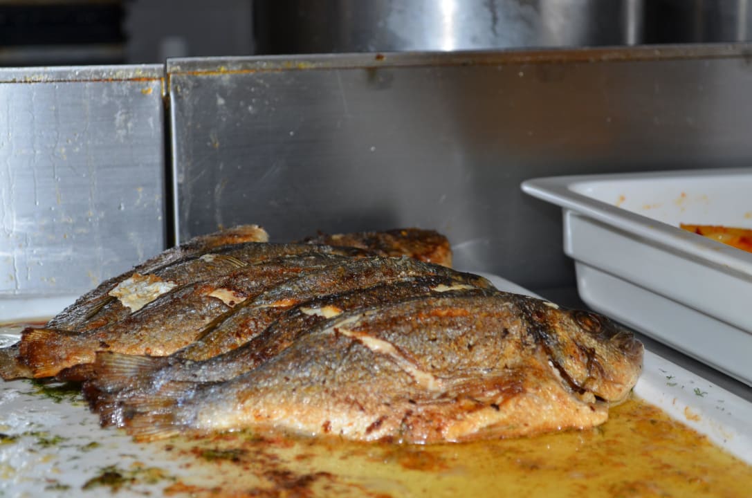 Täglisch leckeren Fisch TUI BLUE Palm Garden