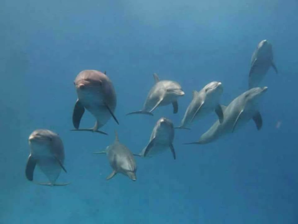 Strand Pickalbatros Citadel Resort